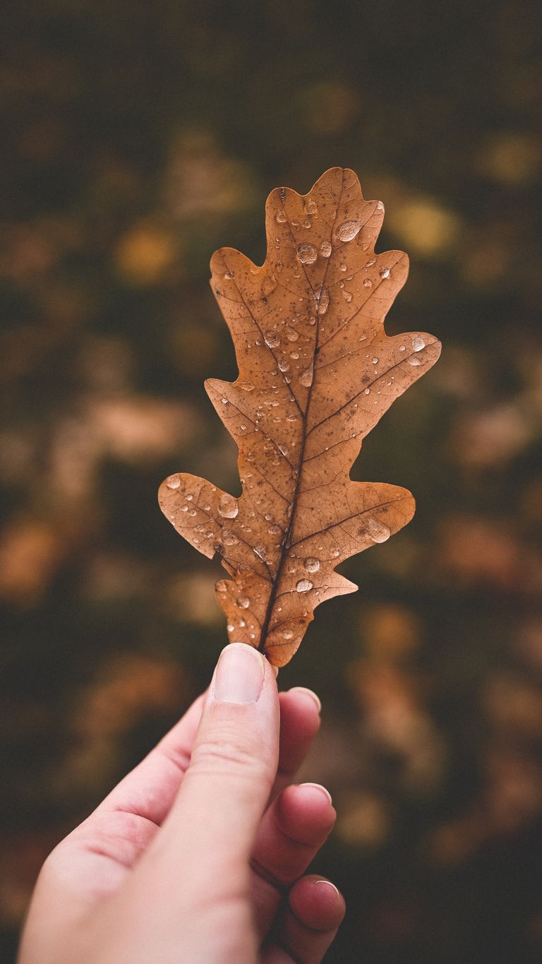 A close-up shot of a hand holding a brown oak leaf with raindrops, featuring a blurred background.