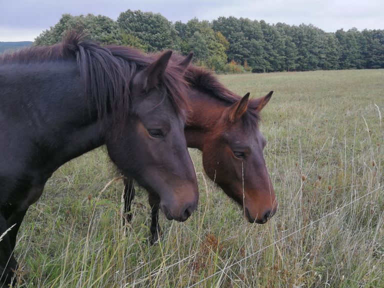 A pair of horses grazing in a scenic autumn meadow in Nagymaros, Hungary.